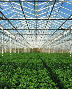 中草藥有機(jī)種植基地